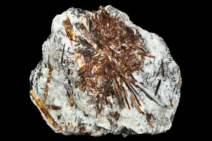 Golden-Brown, Radiating Astrophyllite - Kola Peninsula, Russia #179139